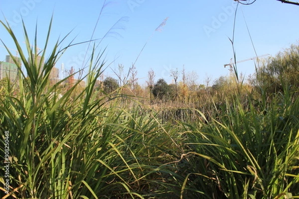 Obraz grass and blue sky