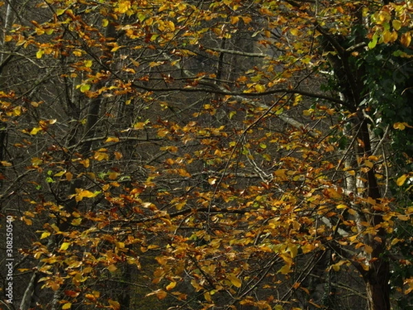 Obraz autumn leaves background