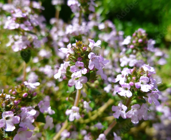 Fototapeta Fresh green thyme herb blooming with pink flowers growing in the garden. Breckland Thyme, Thymus serpyllum, Thymus vulgaris, Common Thyme, Whole thyme. Selective focus, close up, still life. 