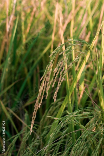 Obraz Rice field under blue sky