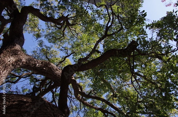 Fototapeta tree and sky