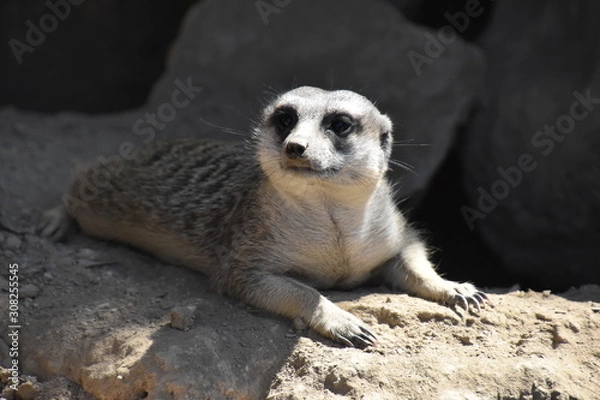 Obraz Suricate