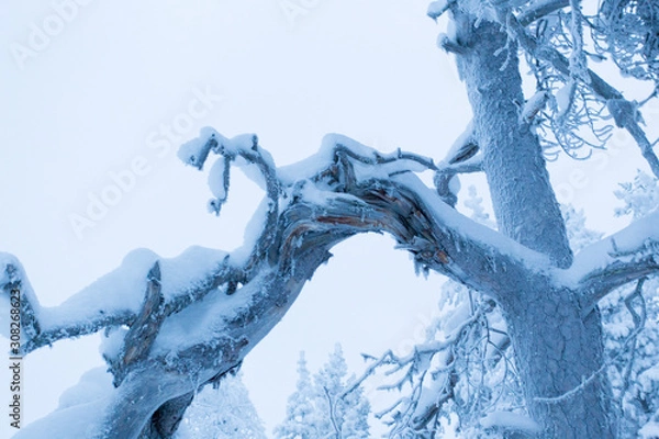 Fototapeta A frozen landscape in lapland during winter