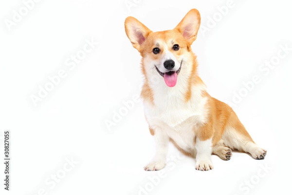 Obraz Funny corgi pembroke in studio