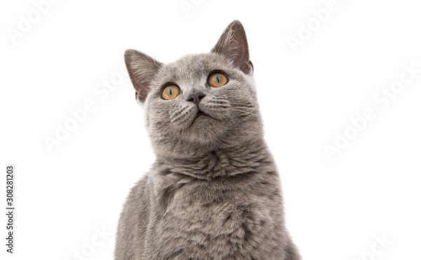 Obraz gray cat isolated