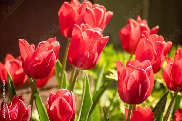 Obraz red red tulip