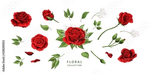 Obraz Red roses hand drawn illustration elements colored set