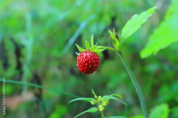 Obraz Wild strawberries in the forest