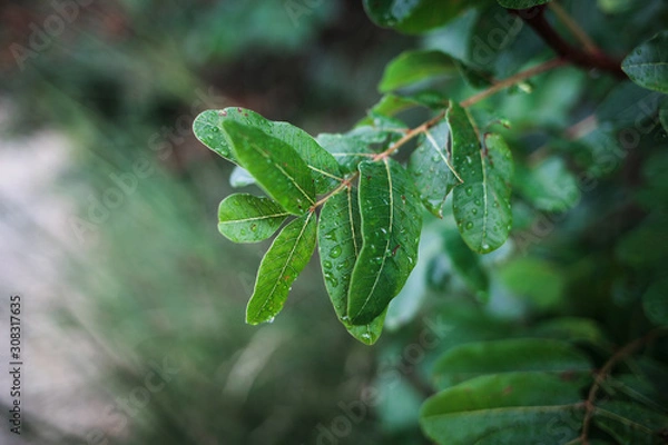 Obraz Beautiful background with a lush branch terebinth after the rain, place for text, selective focus