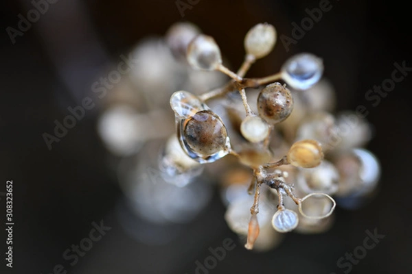 Obraz pearl necklace on black background