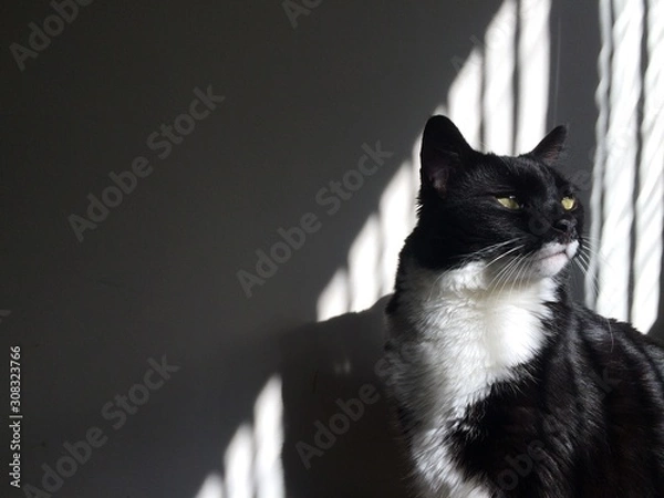 Obraz Tuxedo cat in the shadows