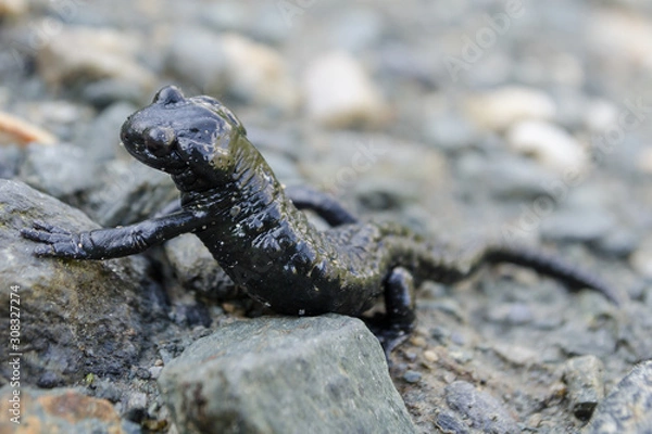 Fototapeta Alpine black salamander