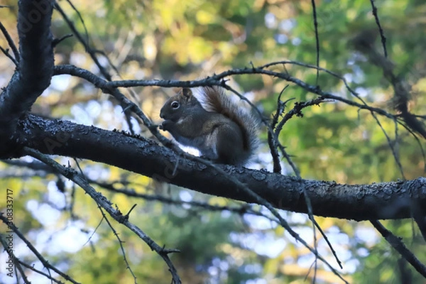 Obraz squirrel framed by branches