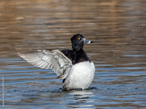 Obraz Ring-Necked Duck 2