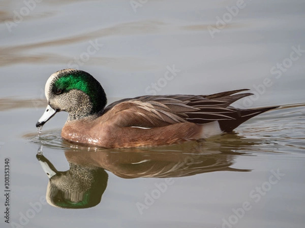 Obraz American Wigeon