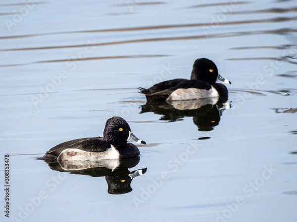 Obraz Ring-Necked Duck 1