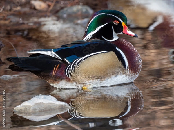 Obraz Wood Duck 2