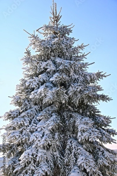 Fototapeta snow covered fir tree