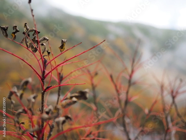 Fototapeta 千畳敷カール