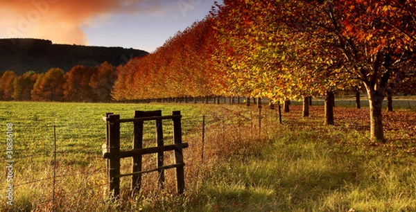 Obraz autumn trees and fence