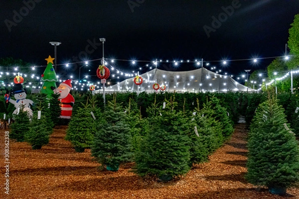 Obraz Christmas Tree Lot