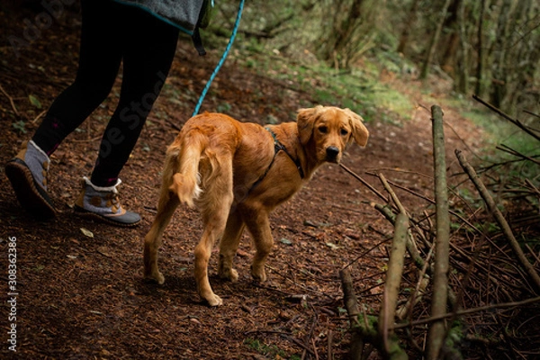 Fototapeta Golden retriever puppy being walked on a leash in the forest in the pacific northwest