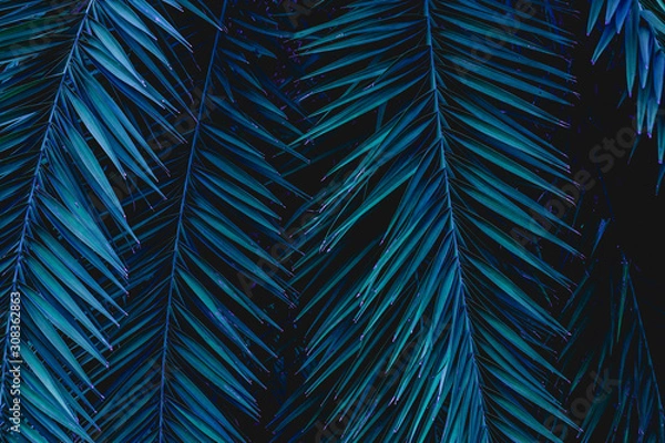 Fototapeta tropical green palm leaf and shadow, abstract natural background, dark tone