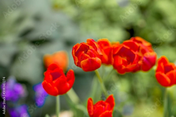 Fototapeta A colorful flower background wallpaper of tulips (pink, red, white, orange, yellow, green, purple) planted in a garden plot for the beauty to see, a species that grows in cold weather. Or winter