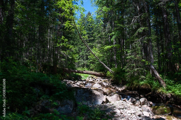 Fototapeta Pure water in the taiga stream far from civilization
