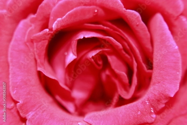 Fototapeta Vibrant Red Rose flower Close Up Macro. Abstract background