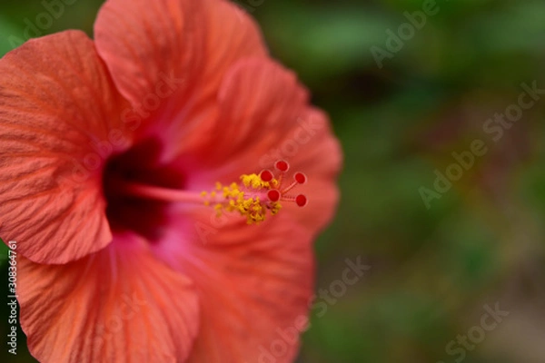 Fototapeta 真っ赤なハイビスカスのアップ