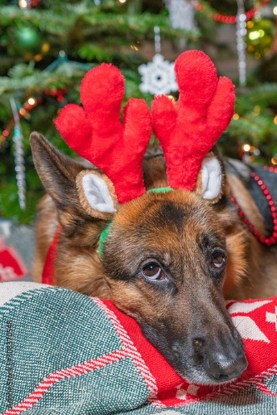 Fototapeta German Shepherd dog happily wearing red reindeer antlers posing in front of decorated Christmas Tree.