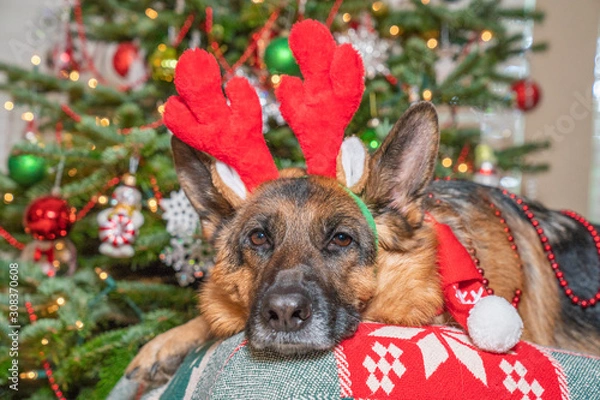 Fototapeta German Shepherd dog happily wearing red reindeer antlers posing in front of decorated Christmas Tree.