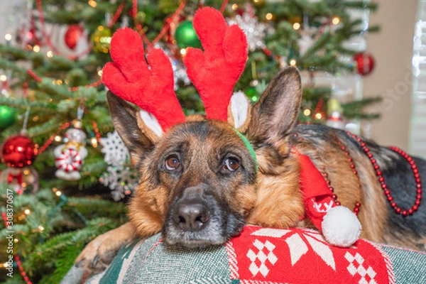 Fototapeta German Shepherd dog happily wearing red reindeer antlers posing in front of decorated Christmas Tree.