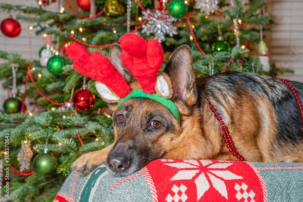Fototapeta German Shepherd dog happily wearing red reindeer antlers posing in front of decorated Christmas Tree.