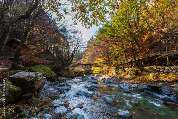 Fototapeta 奥祖谷二重かずら橋