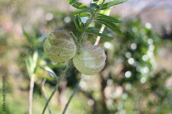 Obraz フウセントウワタ