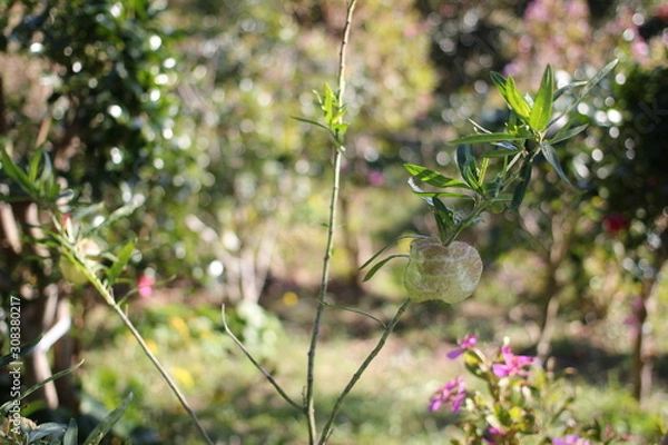 Obraz フウセントウワタ