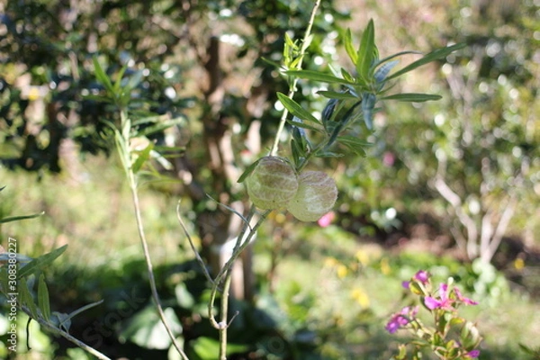 Obraz フウセントウワタ