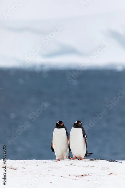 Fototapeta Two gentoo penguins mating and courting in the snow and ice of Antarctica