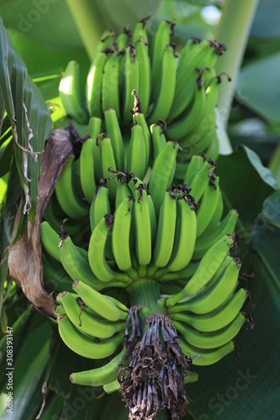 Fototapeta バナナ