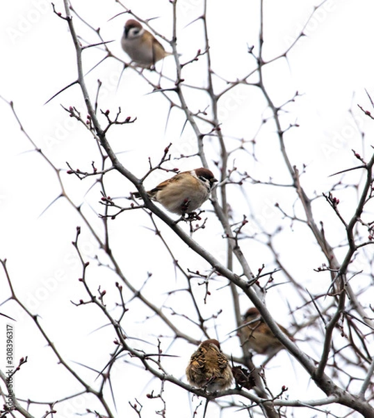 Fototapeta A flock of sparrows on the branches of a tree
