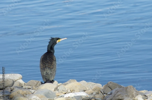 Fototapeta カワウ