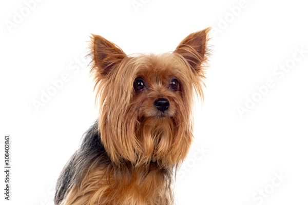 Fototapeta Funny small yorkshire dog