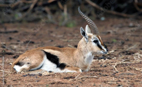 Obraz Gazelle