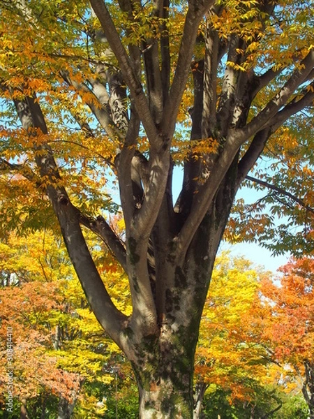 Fototapeta 朝の木漏れ日にあたる公園の欅