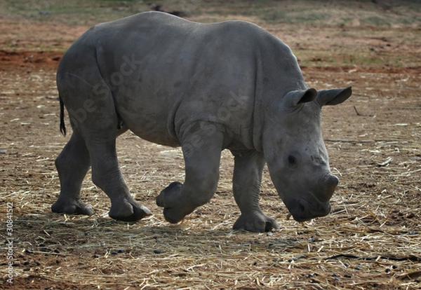 Obraz young white rhino