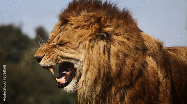 Obraz GROWLING LION