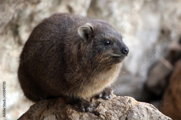 Obraz Rock Hyrax