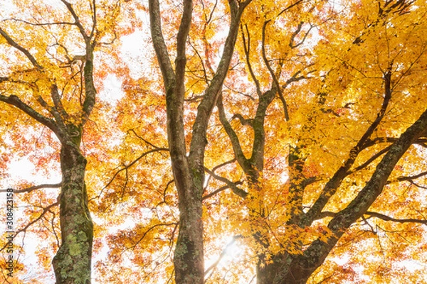 Fototapeta イロハモミジの紅葉